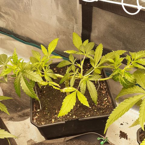 Gorilla Girl Fv growlog timeline photo