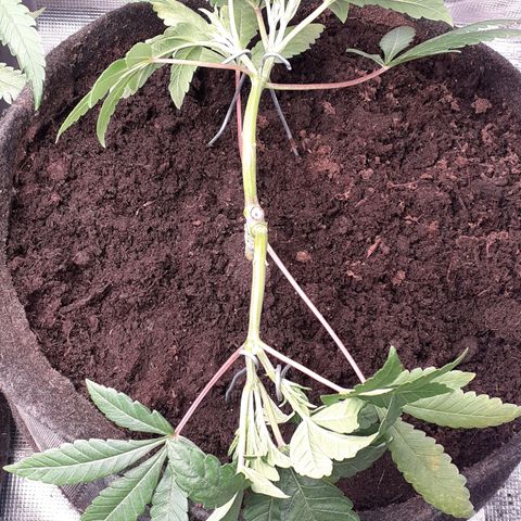 Gorilla Girl Fv growlog timeline photo