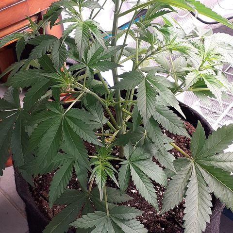 Red Critical Auto  growlog timeline photo