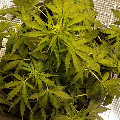 Lemon Kush Auto  growlog timeline photo