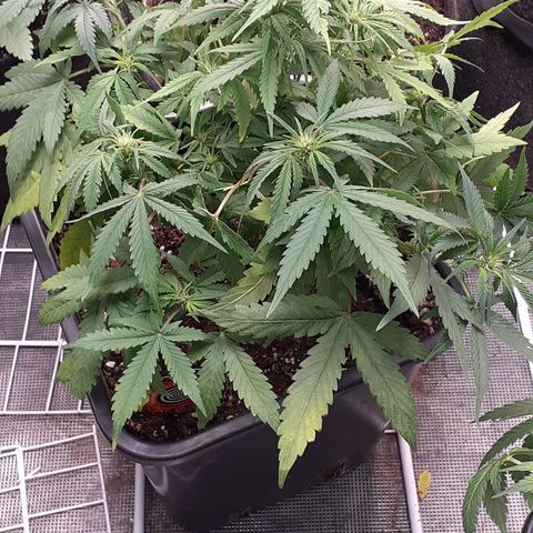 Bruce Banner Auto  growlog timeline photo