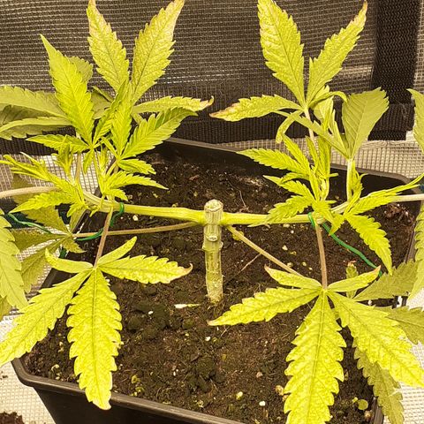 Gorilla Girl Fv growlog timeline photo