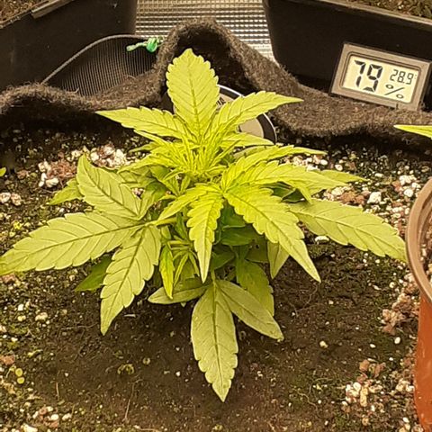 Lemon Kush Auto  growlog timeline photo
