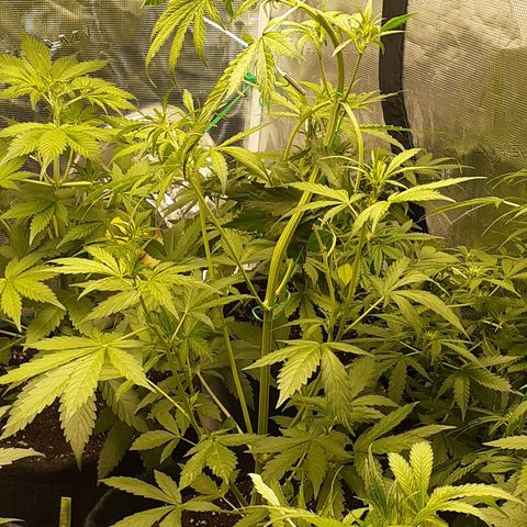 Red Critical Auto  growlog timeline photo