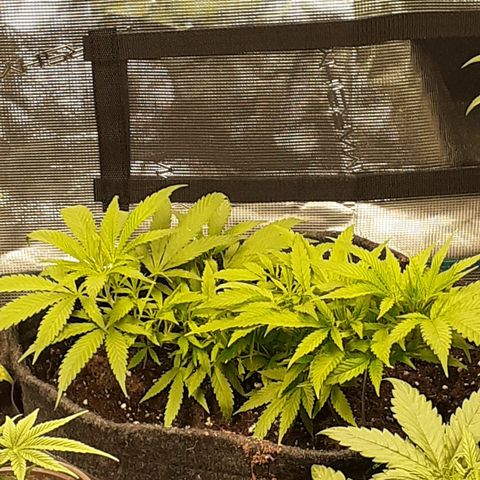 Pakistan Valley  growlog timeline photo