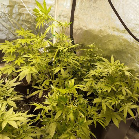 Bruce Banner Auto  growlog timeline photo