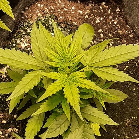 Lemon Kush Auto  growlog timeline photo