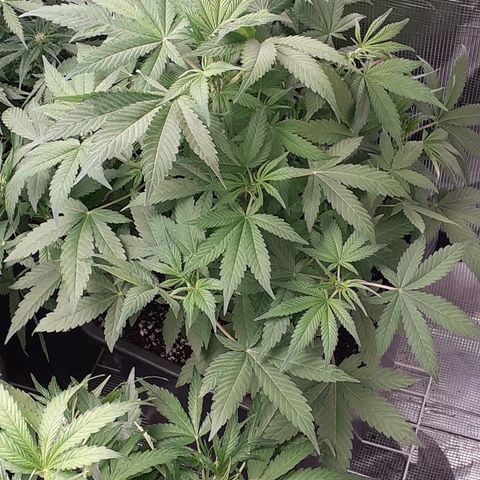 Lemon Kush Auto  growlog timeline photo