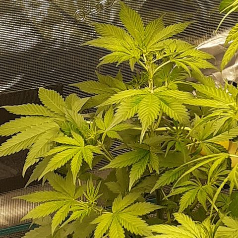Red Critical Auto  growlog timeline photo