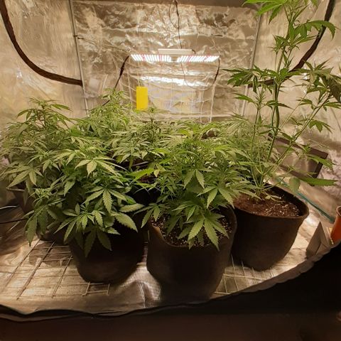 Bruce Banner Auto  growlog timeline photo
