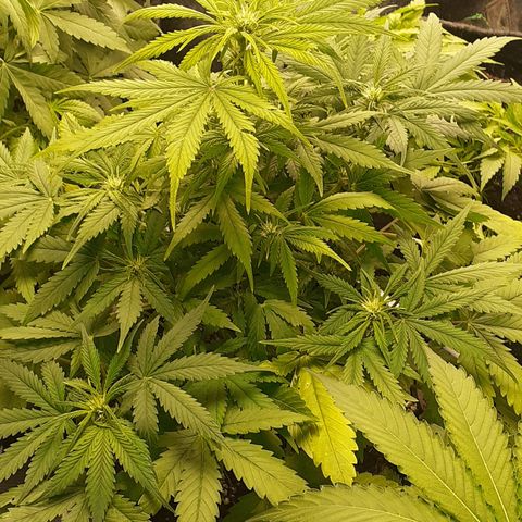 Bruce Banner Auto  growlog timeline photo
