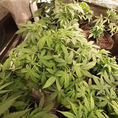 Bruce Banner Auto  growlog timeline photo