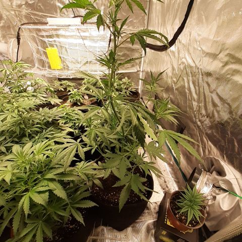 Red Critical Auto  growlog timeline photo