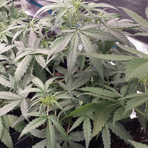 Red Critical Auto  growlog timeline photo