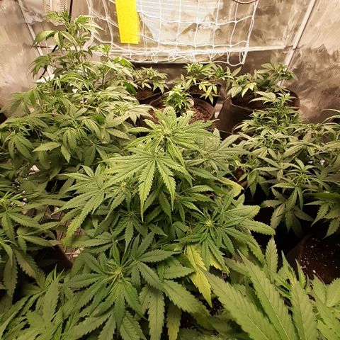 Bruce Banner Auto  growlog timeline photo