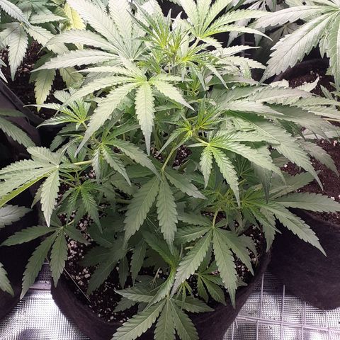 Purple punch Auto  growlog timeline photo