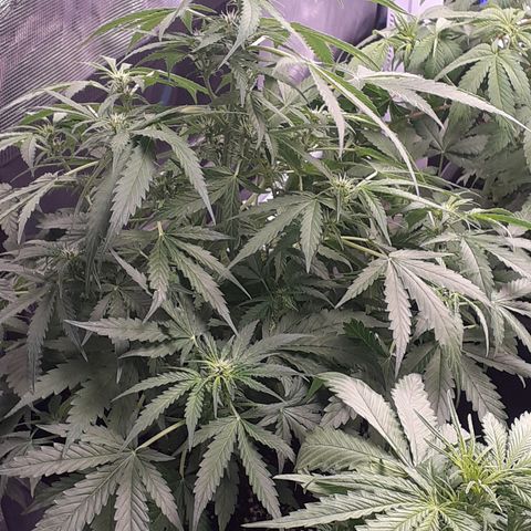Bruce Banner Auto  growlog timeline photo