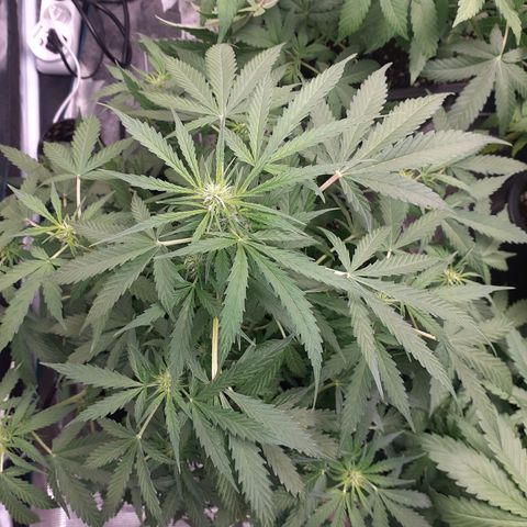 Lemon Kush Auto  growlog timeline photo