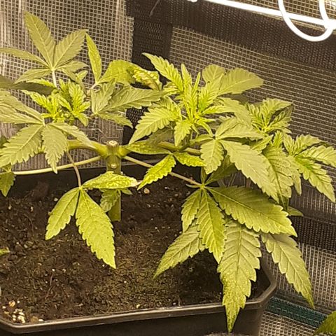Gorilla Girl Fv growlog timeline photo