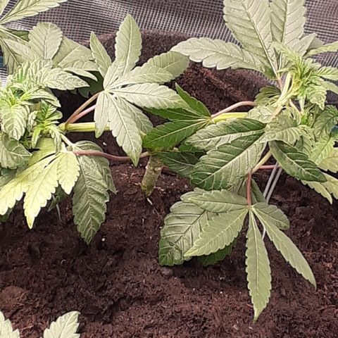 Gorilla Girl Fv growlog timeline photo