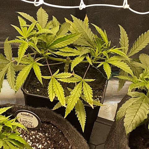 Gorilla Girl Fv growlog timeline photo