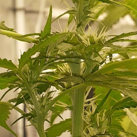 Lemon Kush Auto  growlog timeline photo