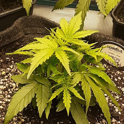 Lemon Kush Auto  growlog timeline photo