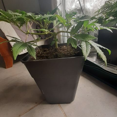 Gorilla Girl Fv growlog timeline photo