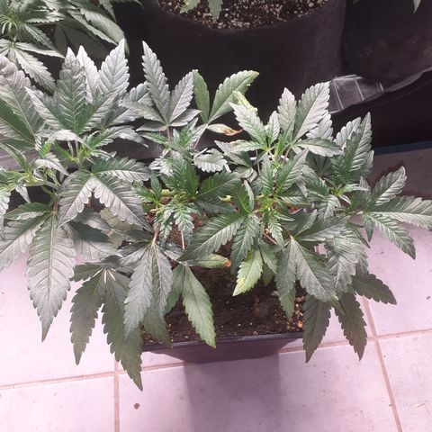 Gorilla Girl Fv growlog timeline photo