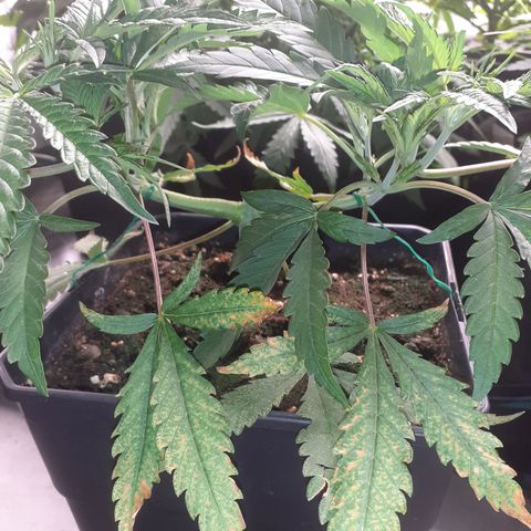 Gorilla Girl Fv growlog timeline photo