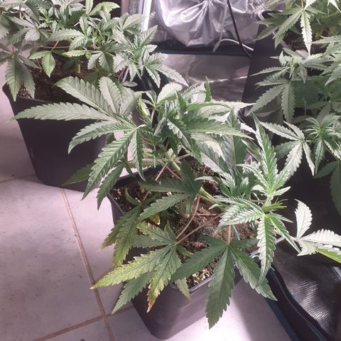 Gorilla Girl Fv growlog timeline photo