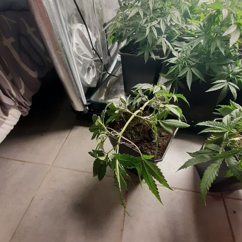 Gorilla Girl Fv growlog timeline photo