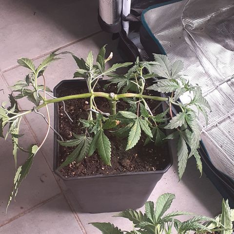 Gorilla Girl Fv growlog timeline photo