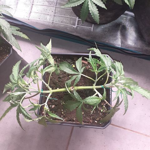 Gorilla Girl Fv growlog timeline photo