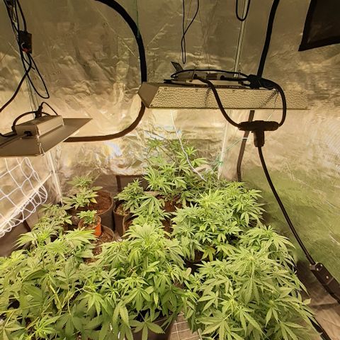 Bruce Banner Auto  growlog timeline photo