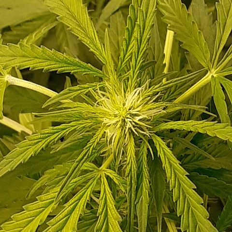 Lemon Kush Auto  growlog timeline photo