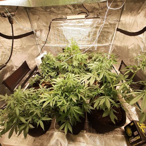 Red Critical Auto  growlog timeline photo