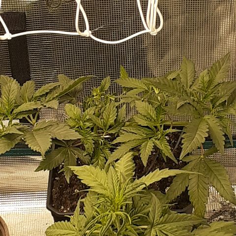 Gorilla Girl Fv growlog timeline photo