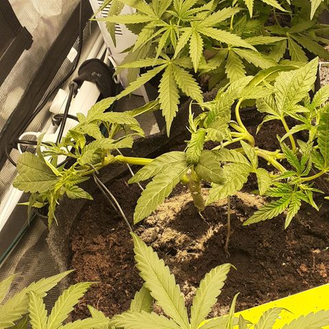 Gorilla Girl Fv growlog timeline photo