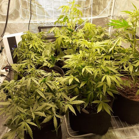 Red Critical Auto  growlog timeline photo
