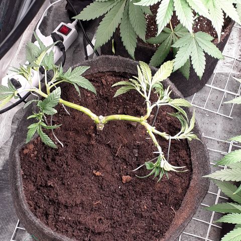 Gorilla Girl Fv growlog timeline photo