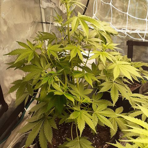 Red Critical Auto  growlog timeline photo