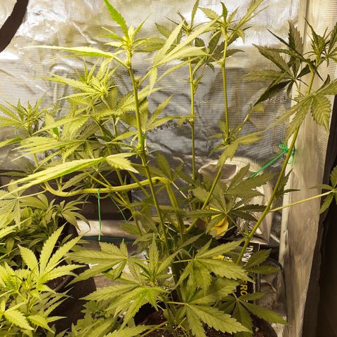 Red Critical Auto  growlog timeline photo