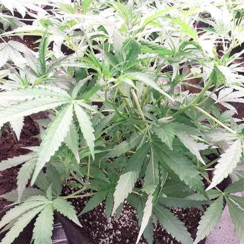 Purple punch Auto  growlog timeline photo