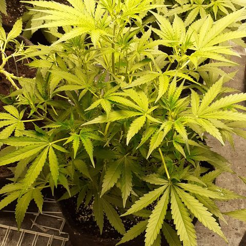 Purple punch Auto  growlog timeline photo