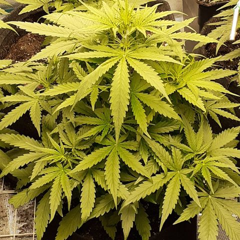 Gorilla Glue Auto  growlog timeline photo