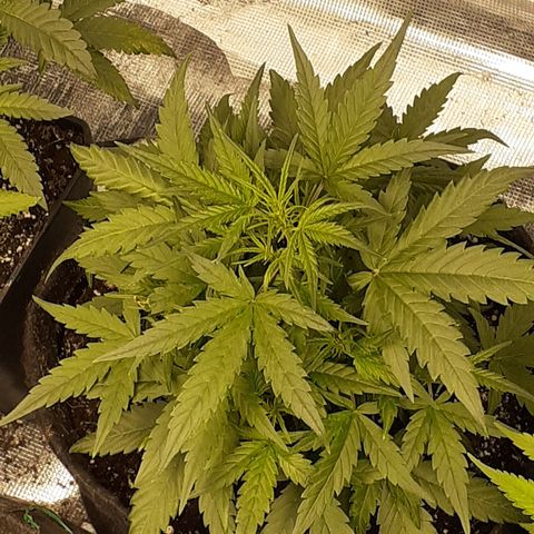 Gorilla Glue Auto  growlog timeline photo