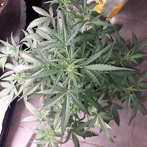Gorilla Glue Auto  growlog timeline photo