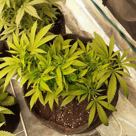 Pakistan Valley  growlog timeline photo