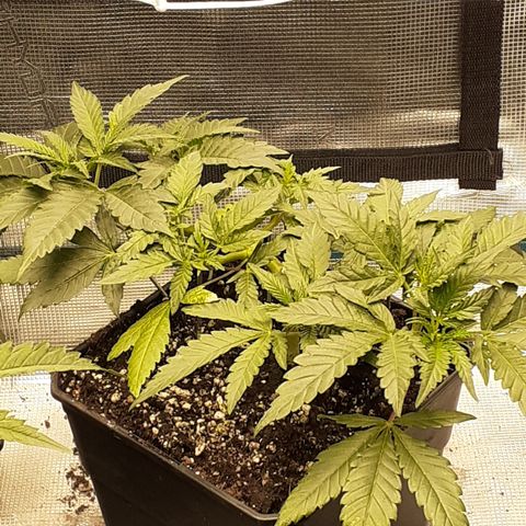 Gorilla Girl Fv growlog timeline photo
